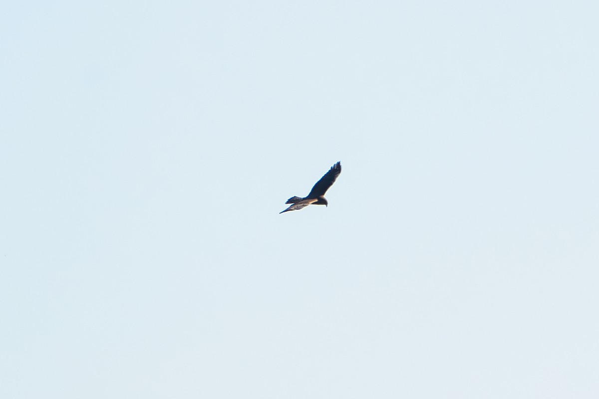 Swamp Harrier - ML620653380