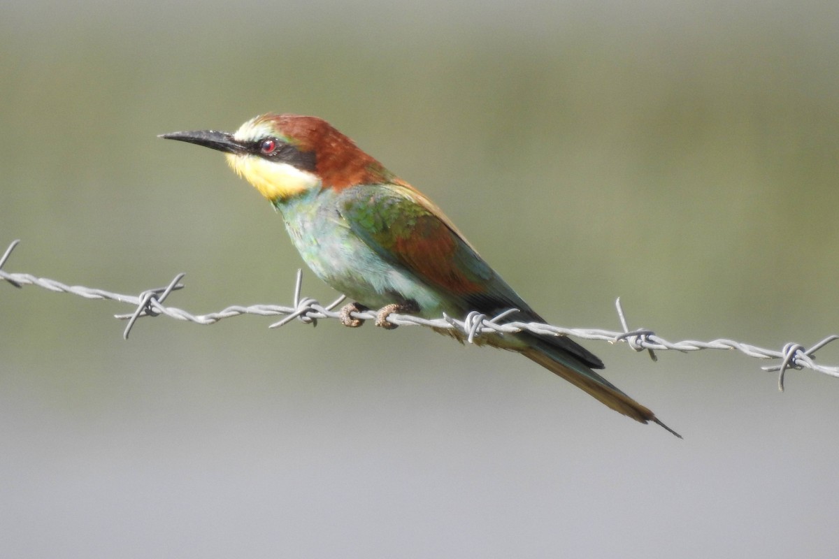 European Bee-eater - ML620653387