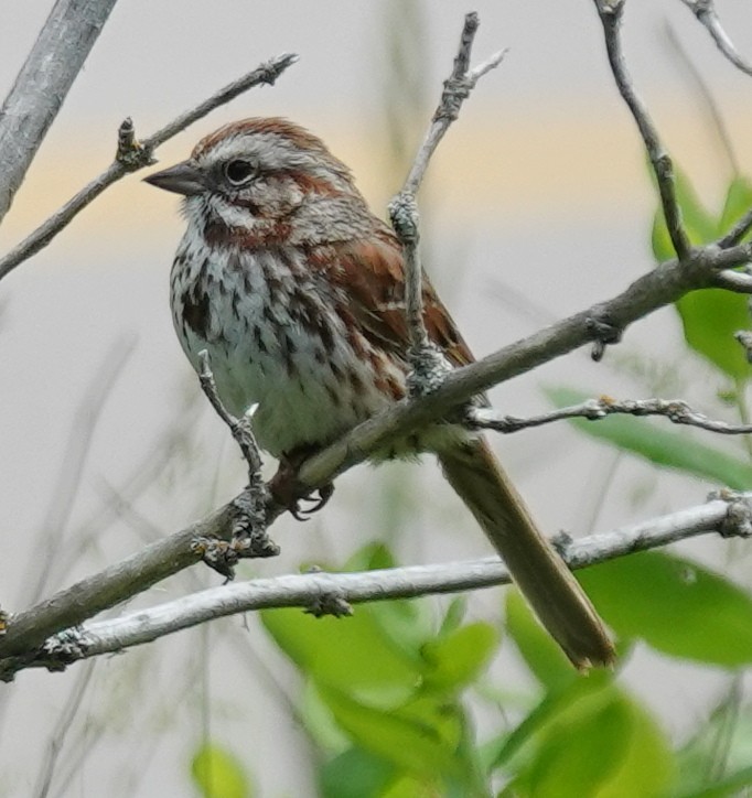 Song Sparrow - ML620653388