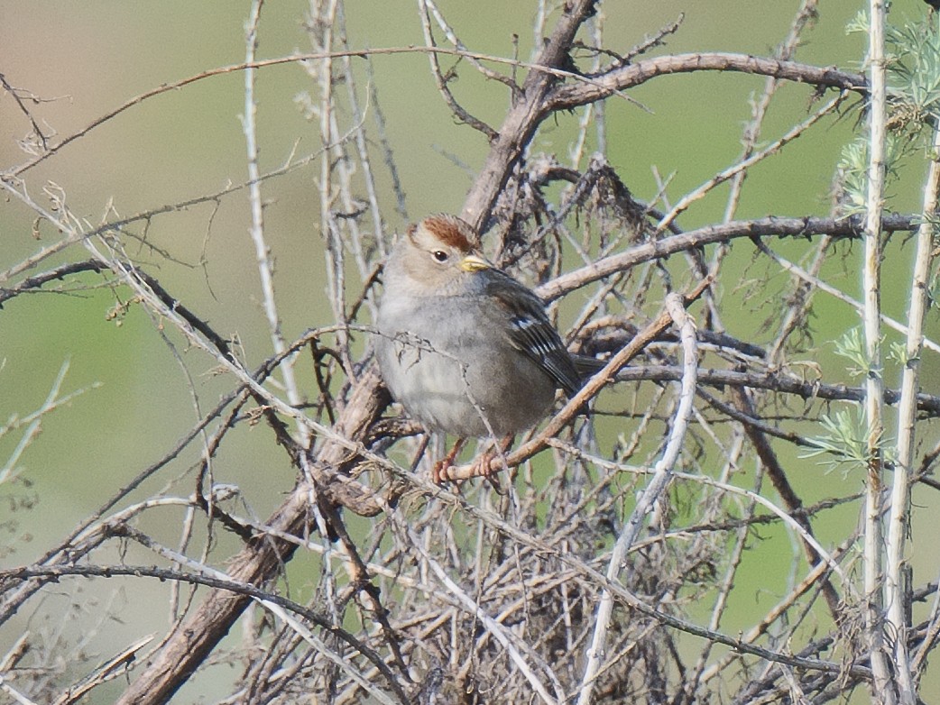 White-crowned Sparrow (pugetensis) - ML620653391