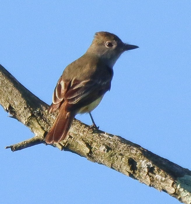 Great Crested Flycatcher - ML620653396