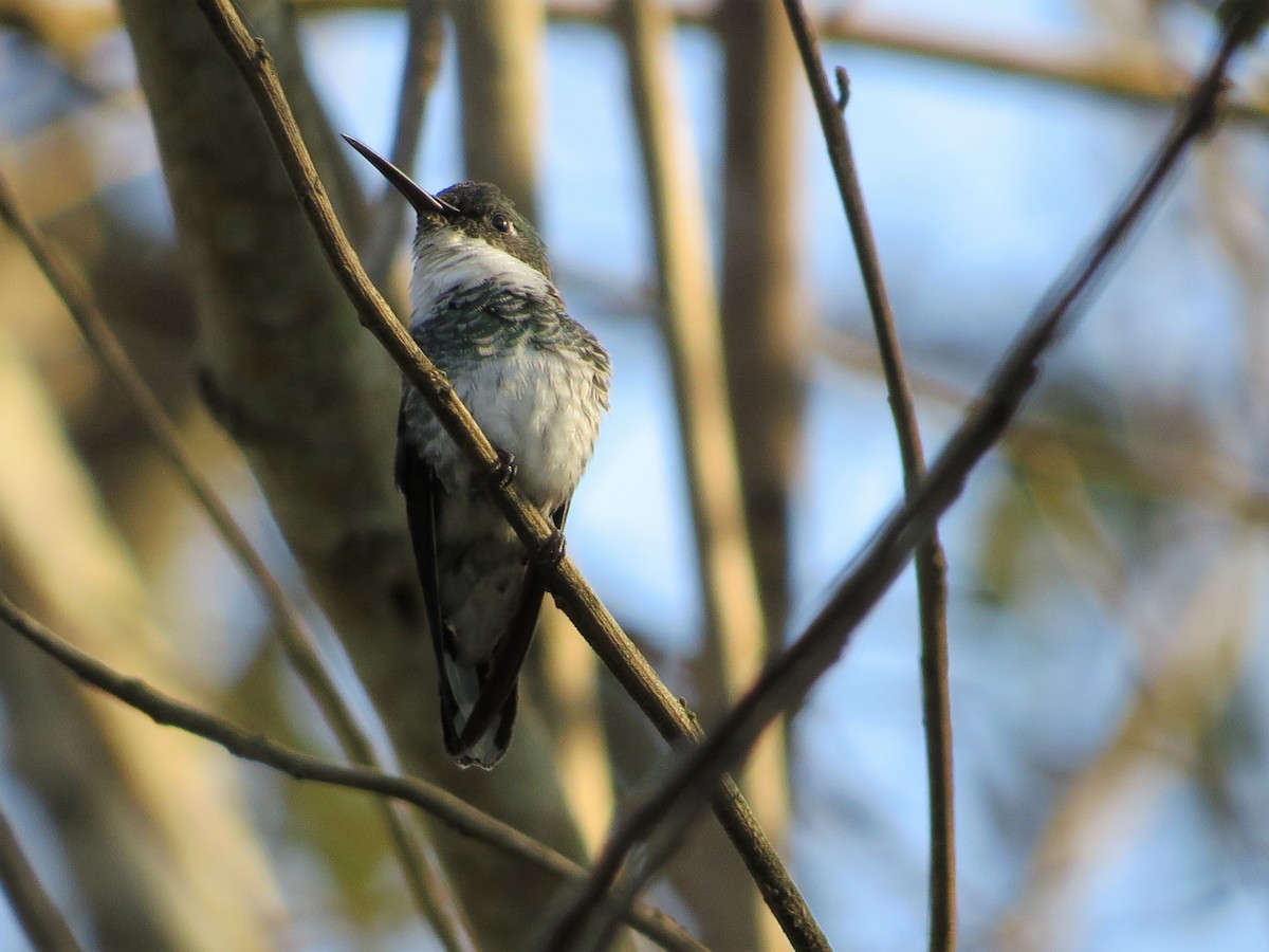 White-throated Hummingbird - ML620653397