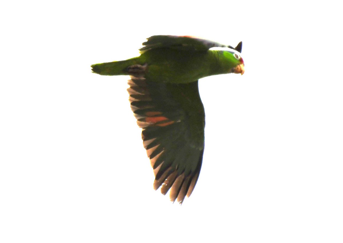 Lilac-crowned Parrot - ML620653403