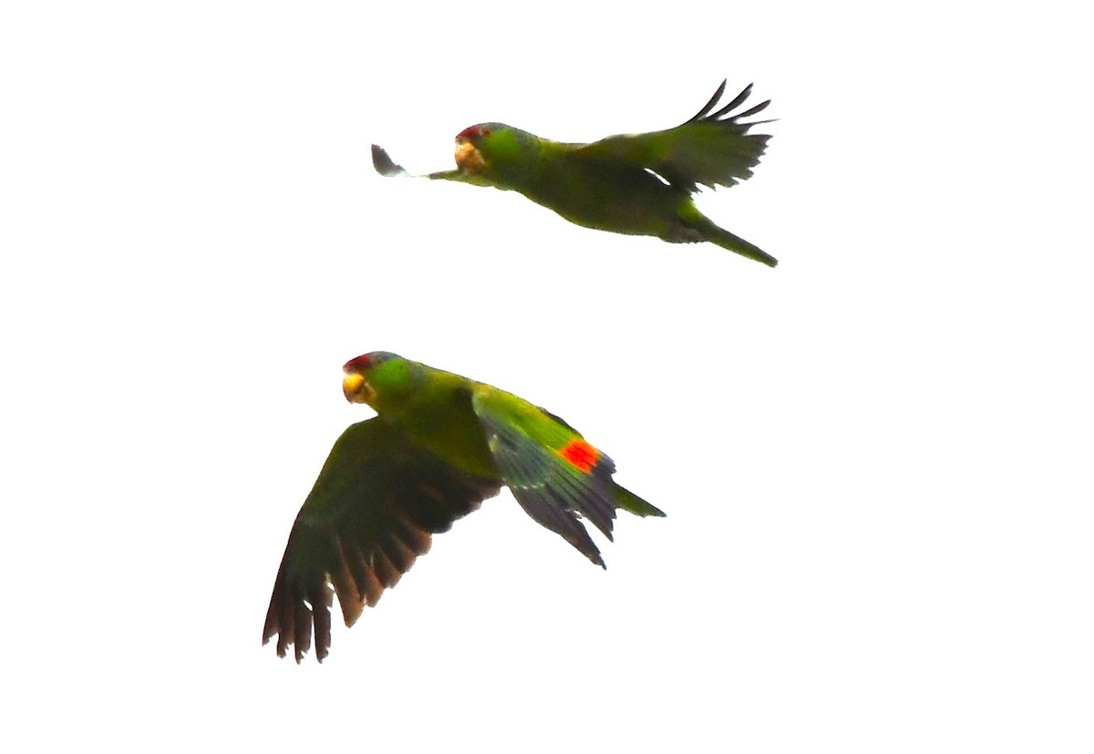 Lilac-crowned Parrot - ML620653406