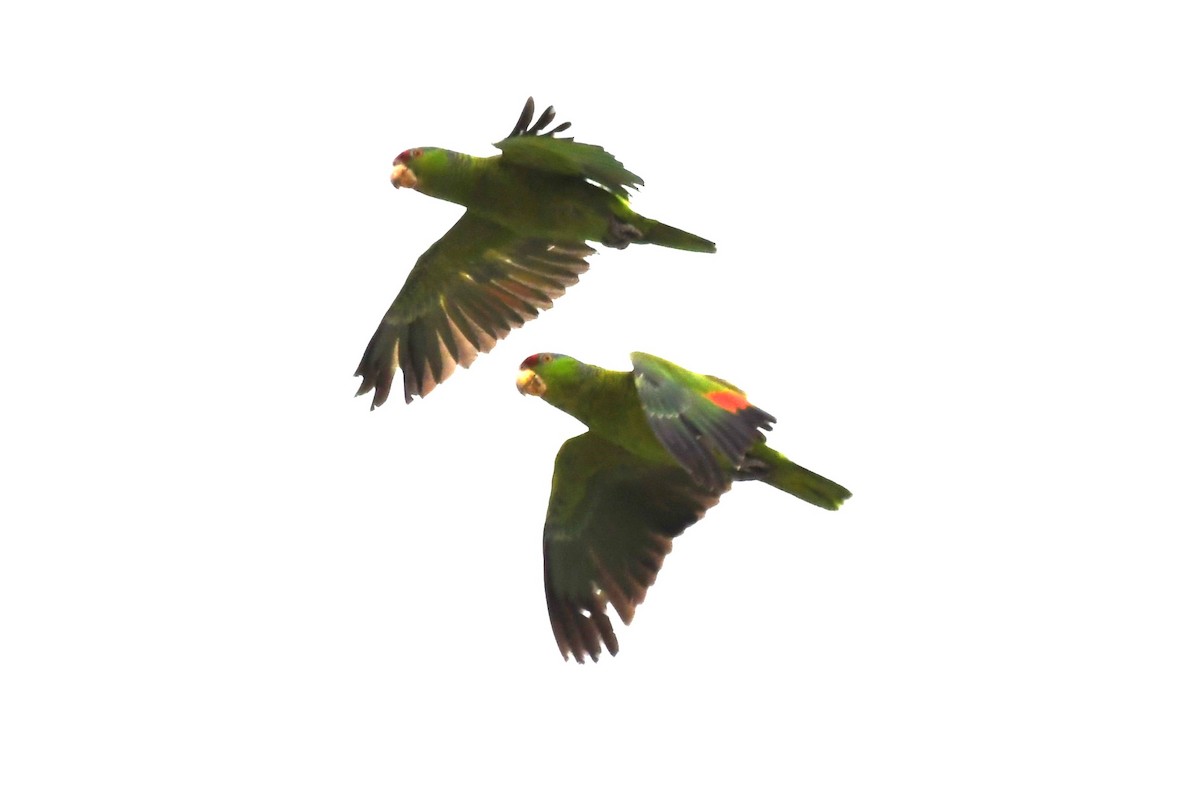 Lilac-crowned Parrot - ML620653408
