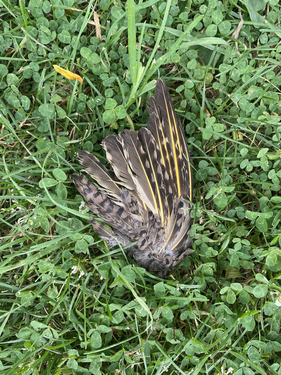 Northern Flicker - ML620653409