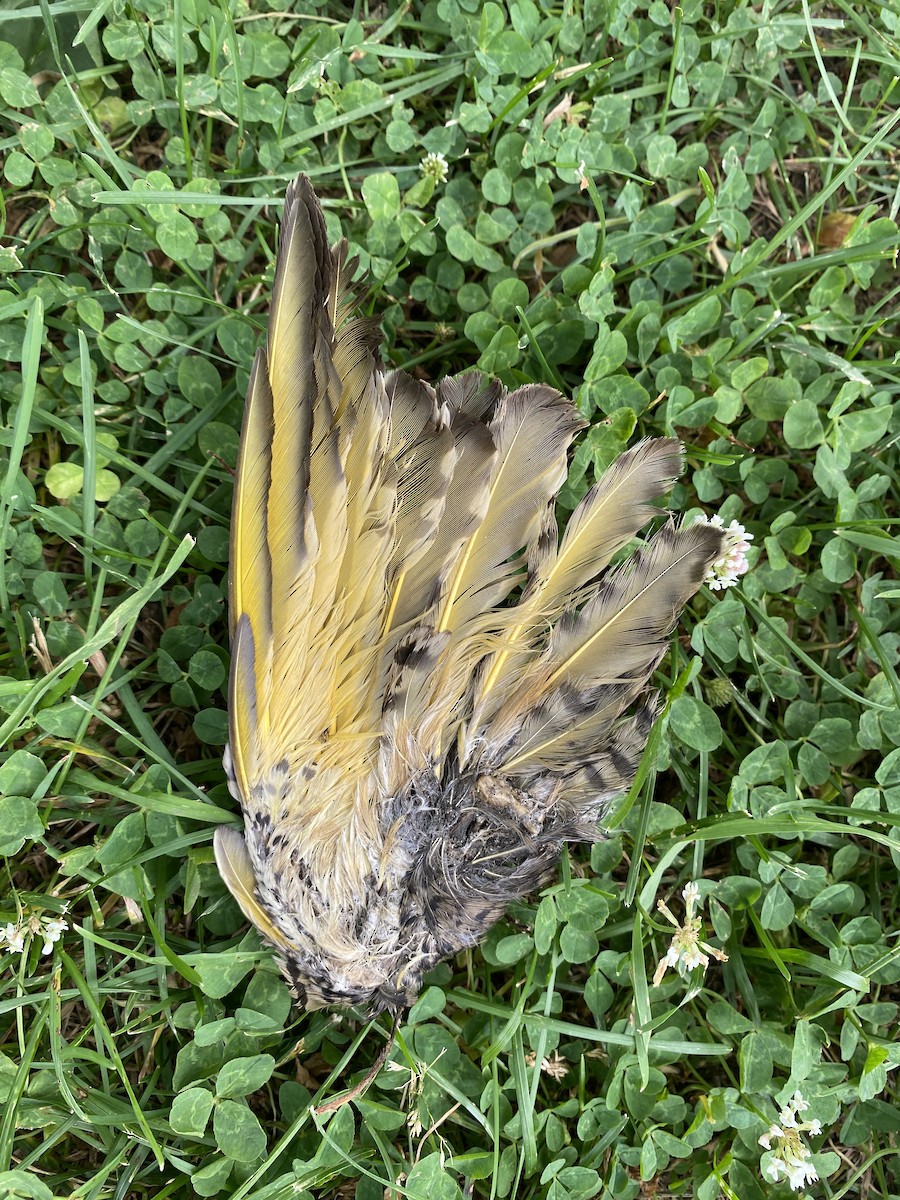 Northern Flicker - ML620653410