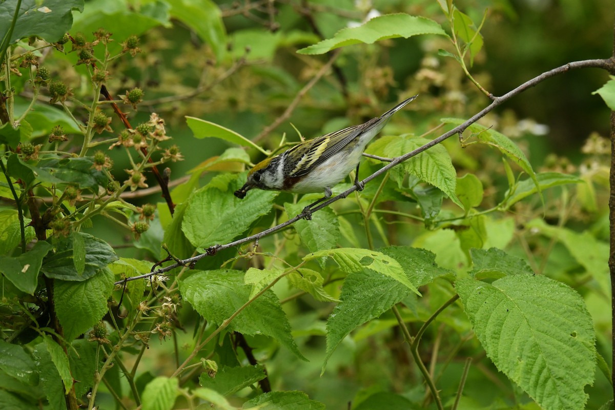 Chestnut-sided Warbler - Marcia Suchy