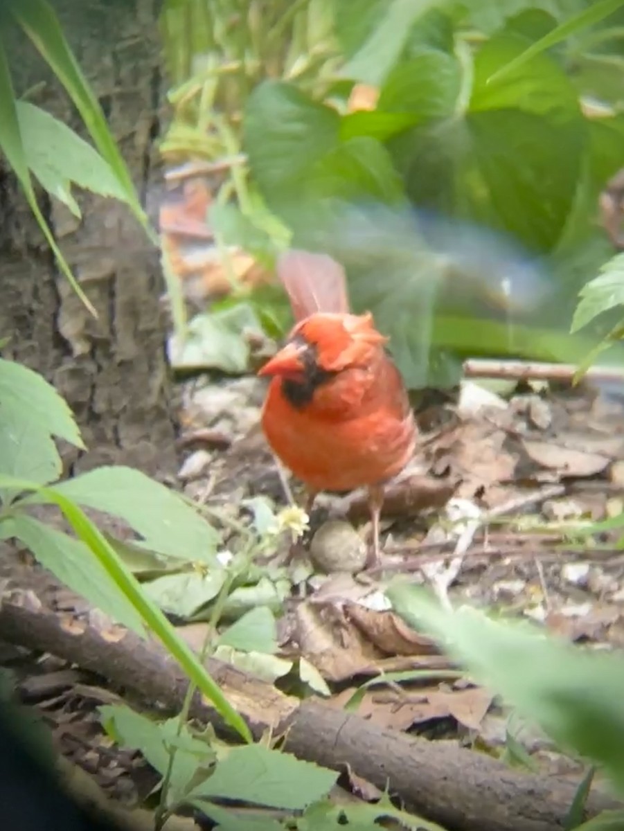 Northern Cardinal - ML620653424