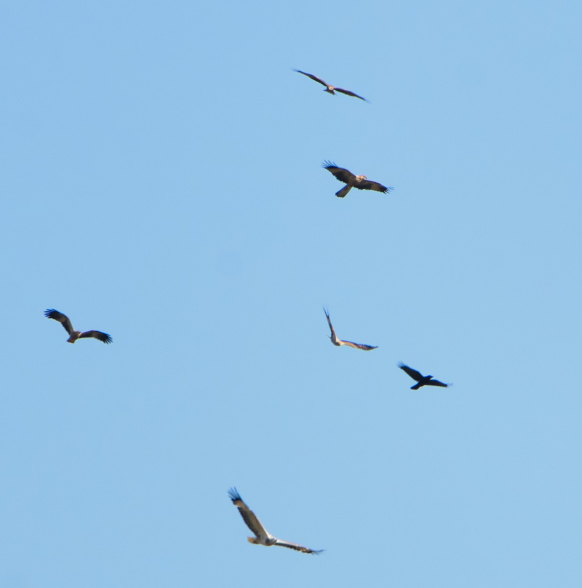 White-bellied Sea-Eagle - ML620653431