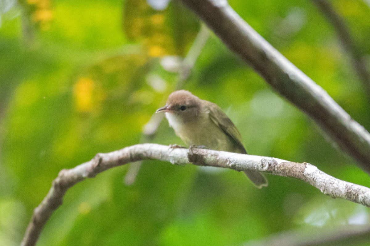 Dusky-capped Greenlet - ML620653440