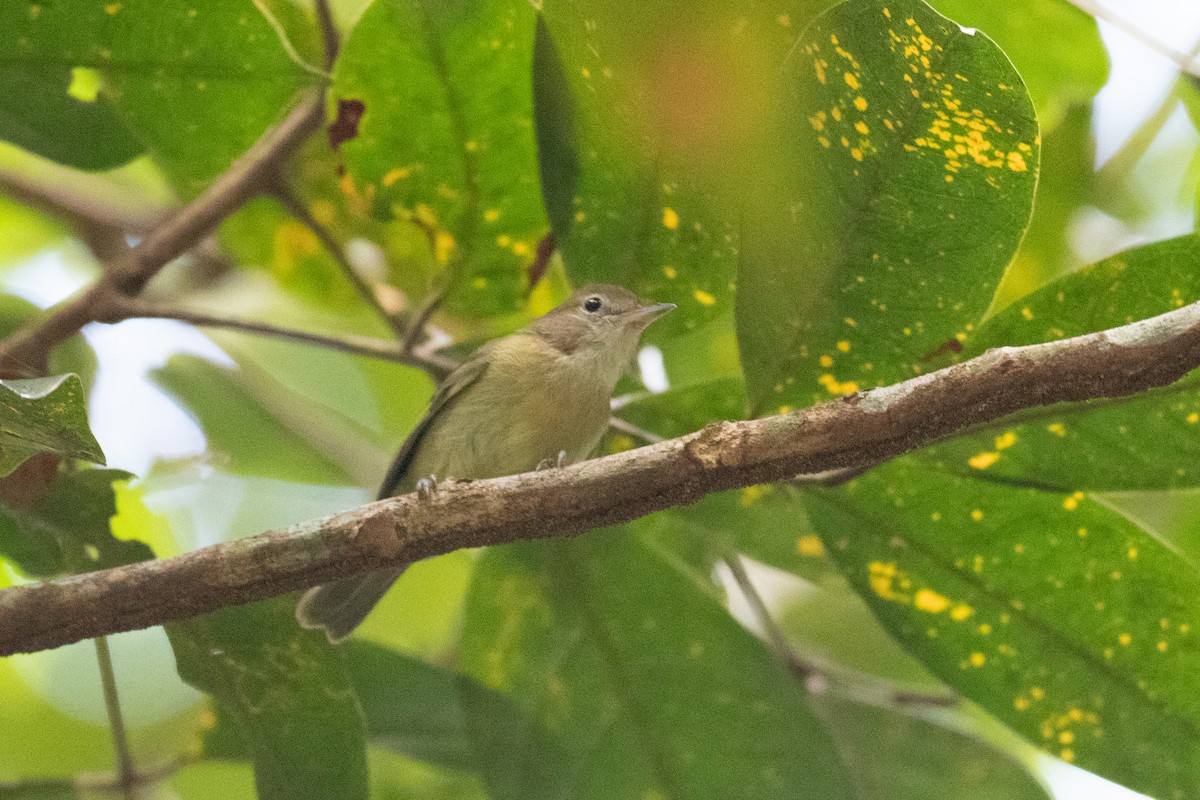 Dusky-capped Greenlet - ML620653442