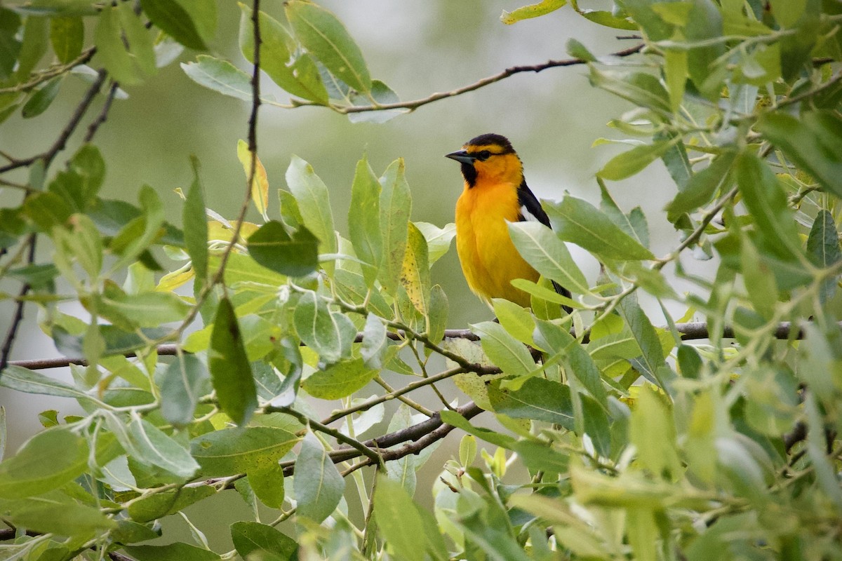 Bullock's Oriole - ML620653444