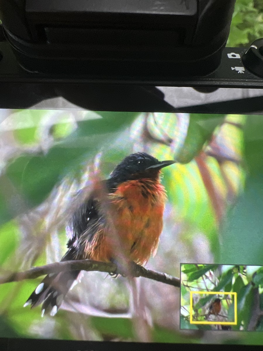 Dot-winged Antwren - Anonymous