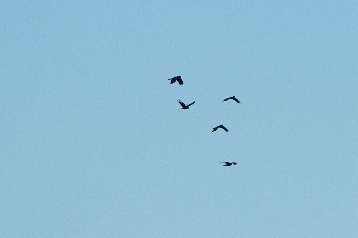 Yellow-tailed Black-Cockatoo - ML620653452