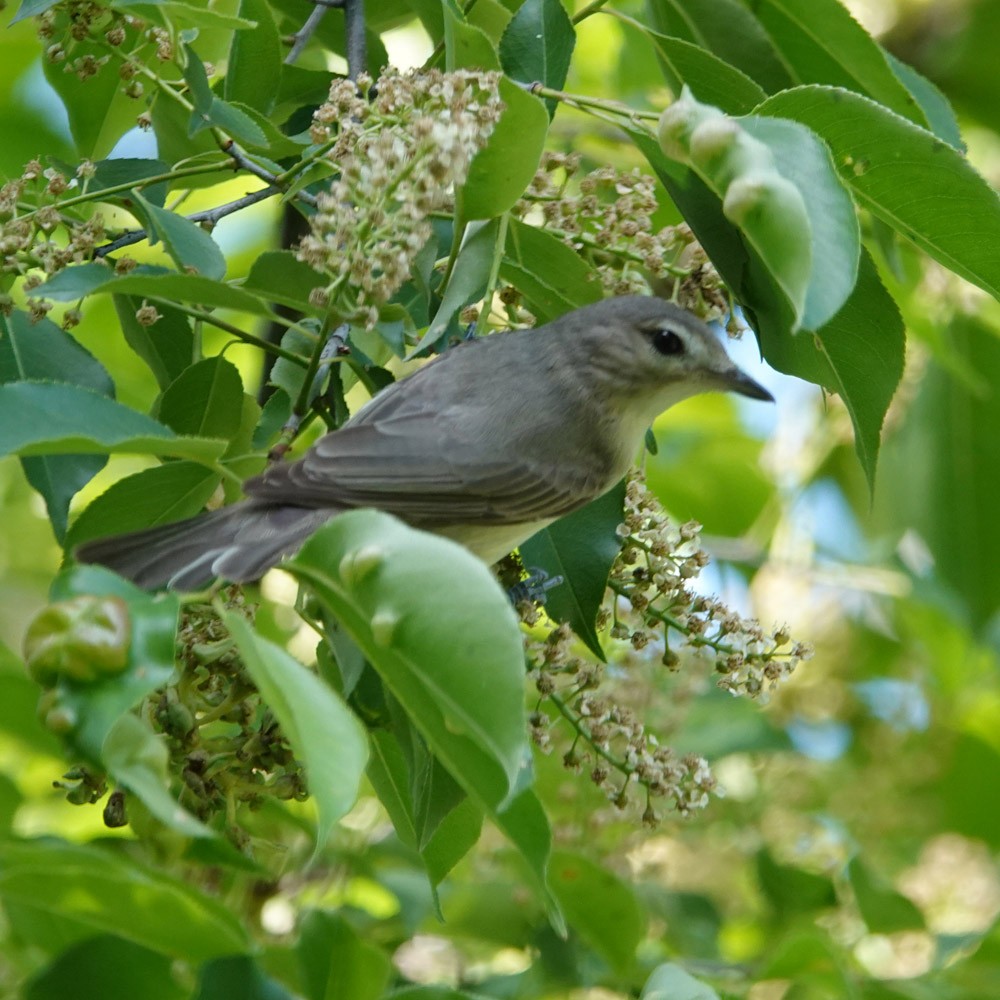 Warbling Vireo - ML620653459