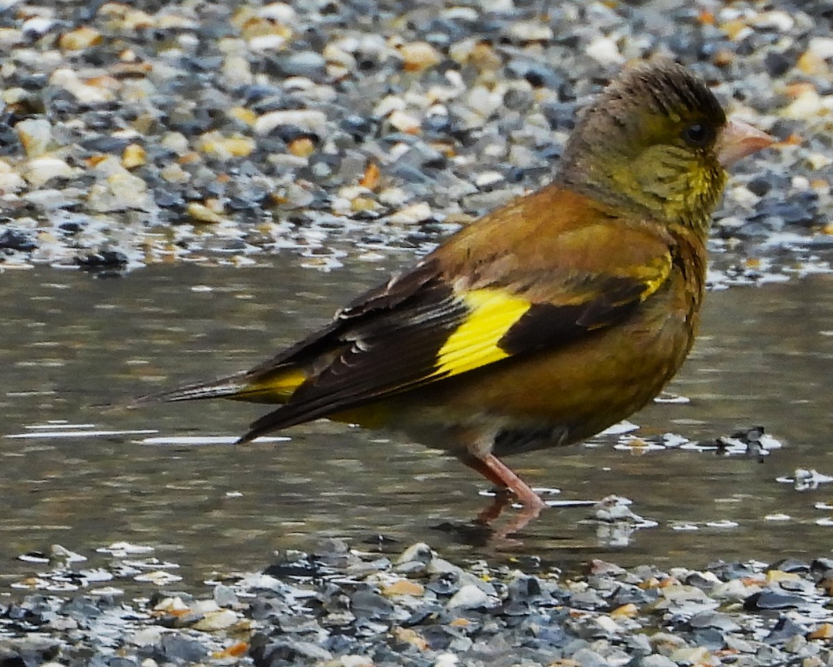 Oriental Greenfinch - Eric Haskell