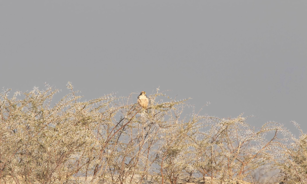 Lanner Falcon - ML620653466