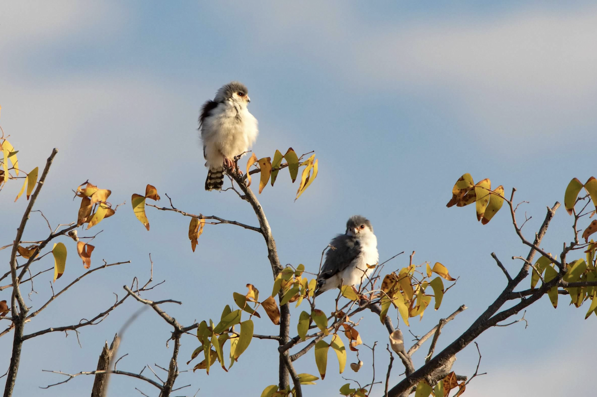 Pygmy Falcon - ML620653468