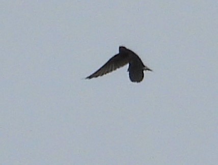 Golondrina/Avión sp. - ML620653475