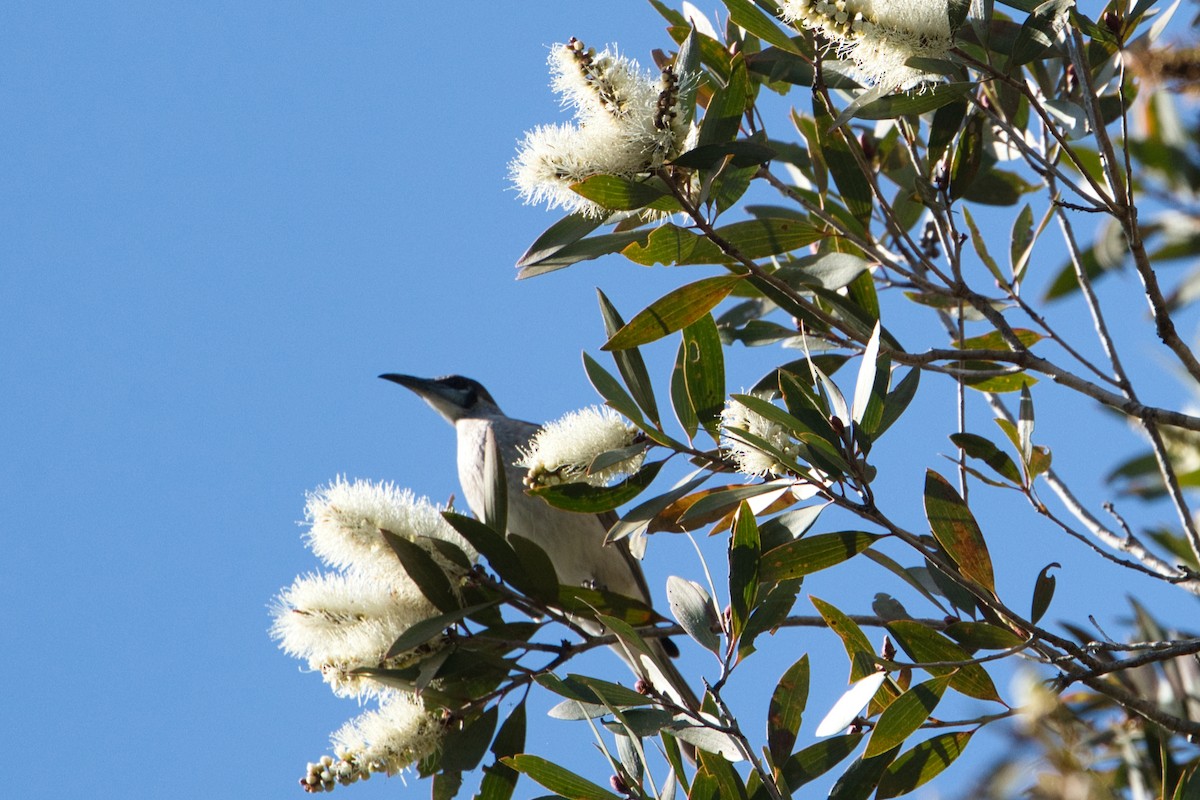 Little Friarbird - ML620653477