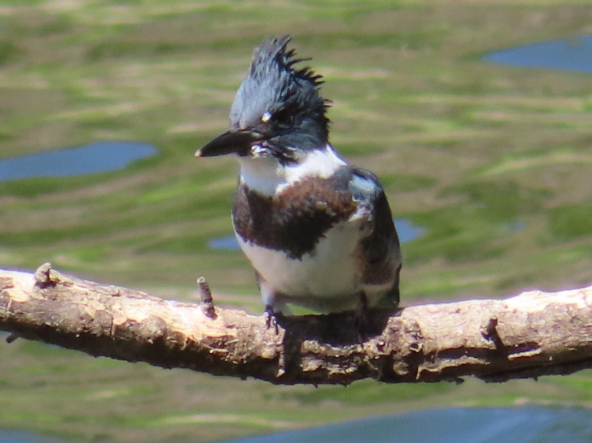 Belted Kingfisher - ML620653482