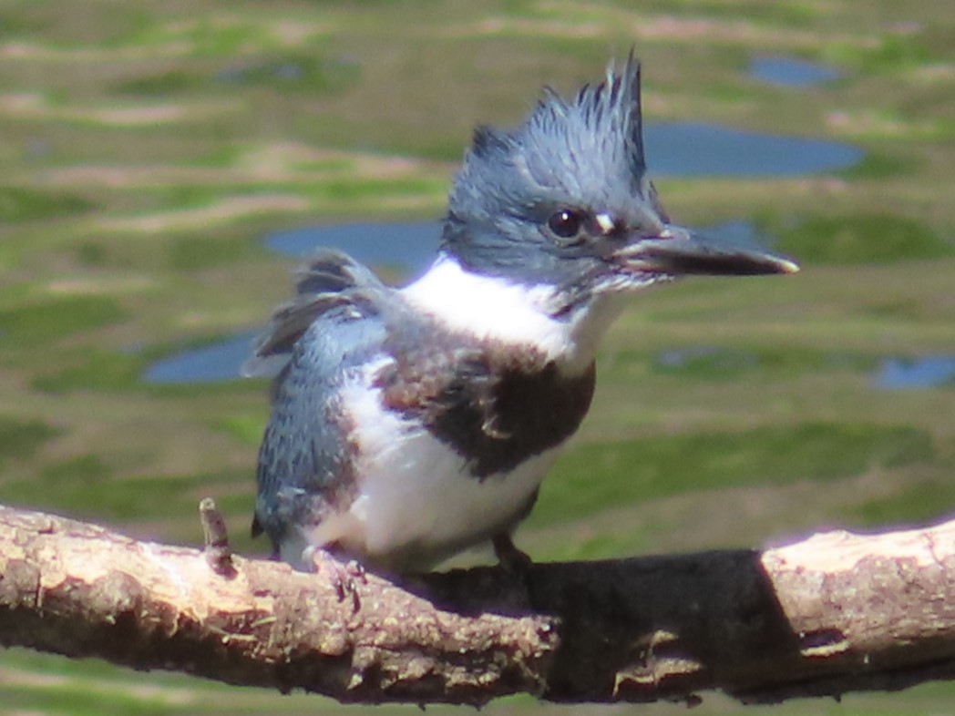 Belted Kingfisher - ML620653483