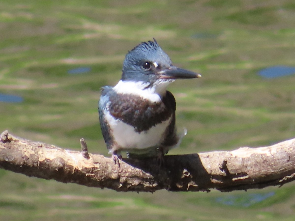 Belted Kingfisher - ML620653484