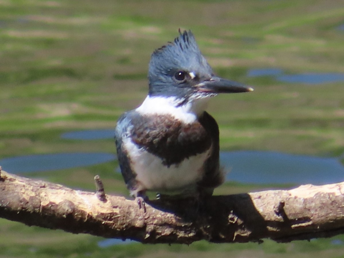 Belted Kingfisher - ML620653485