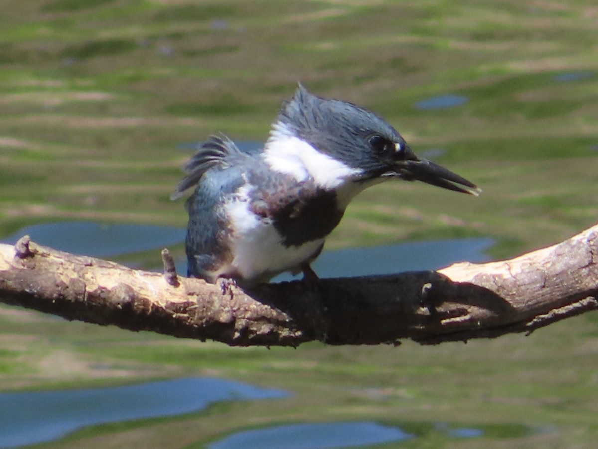 Belted Kingfisher - ML620653486