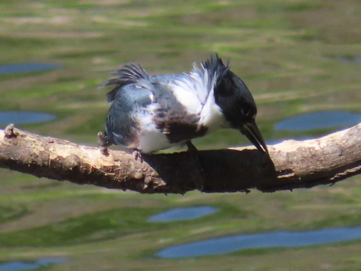Belted Kingfisher - ML620653487