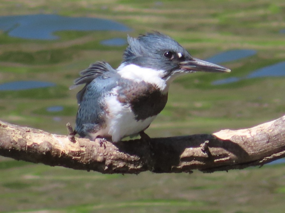 Belted Kingfisher - ML620653488