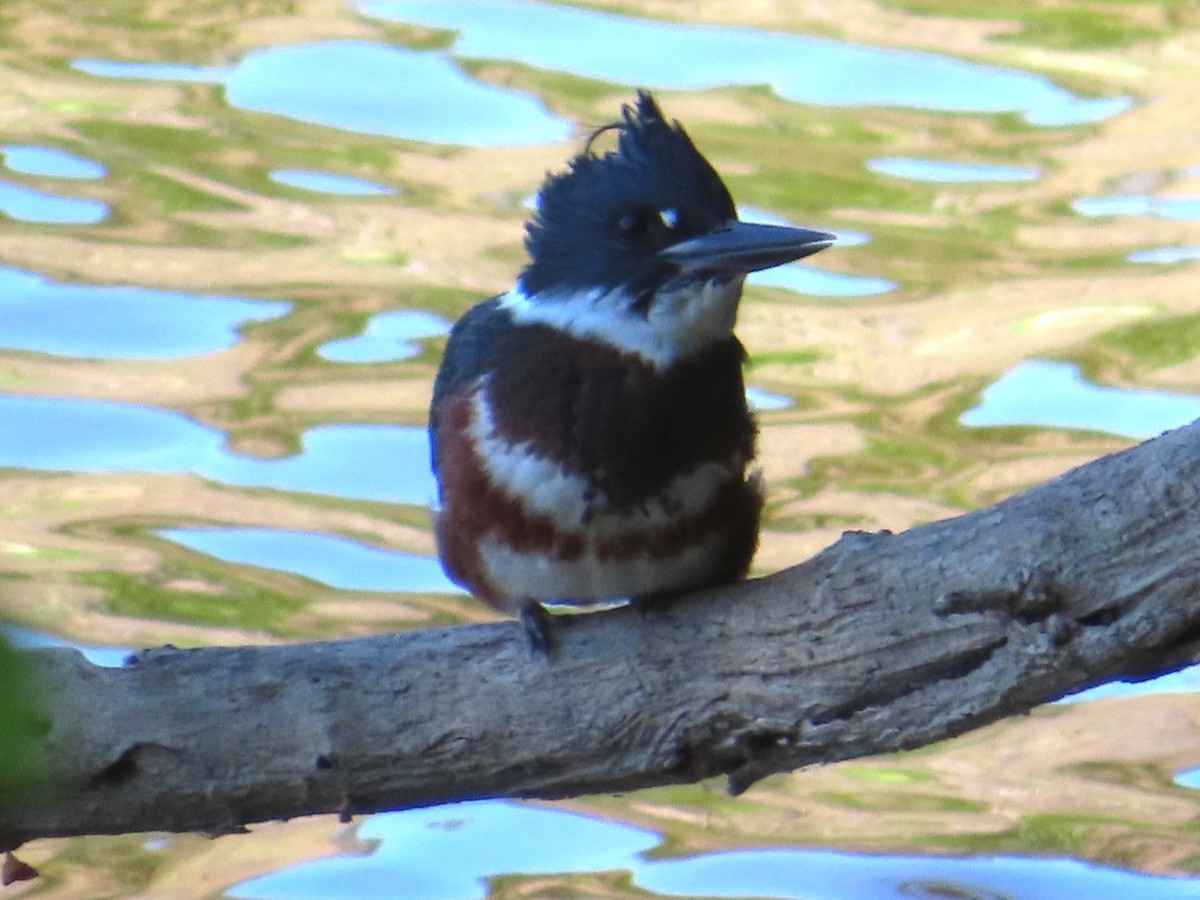 Belted Kingfisher - ML620653489