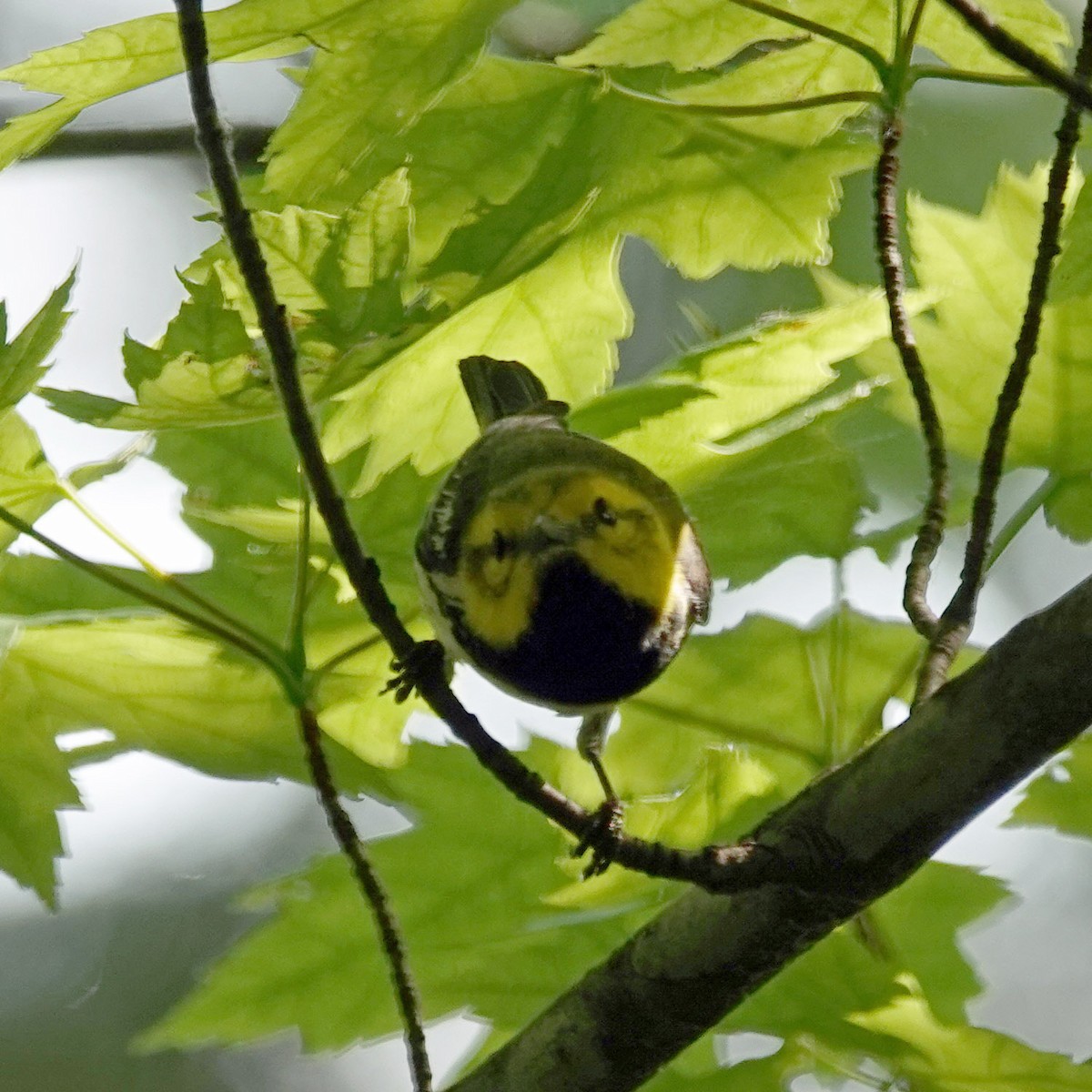 Black-throated Green Warbler - ML620653493