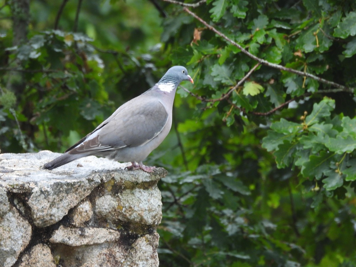 Common Wood-Pigeon - ML620653495