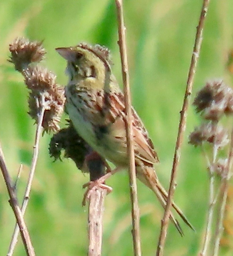 Henslow's Sparrow - ML620653496