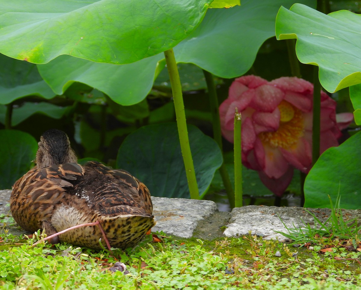 Canard colvert - ML620653498