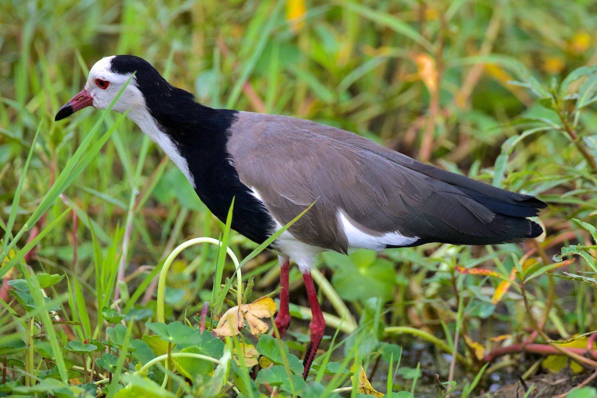 Long-toed Lapwing - ML620653502