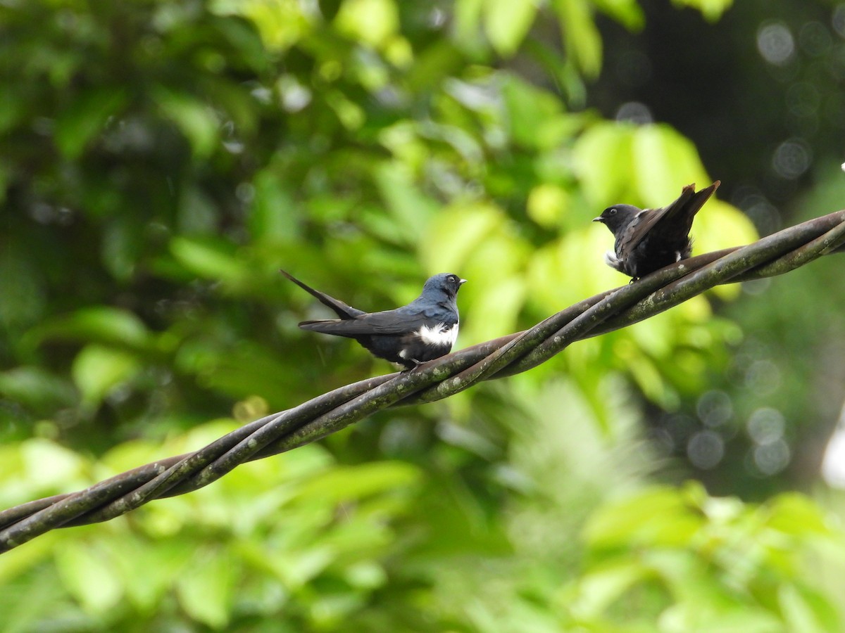 White-banded Swallow - ML620653509