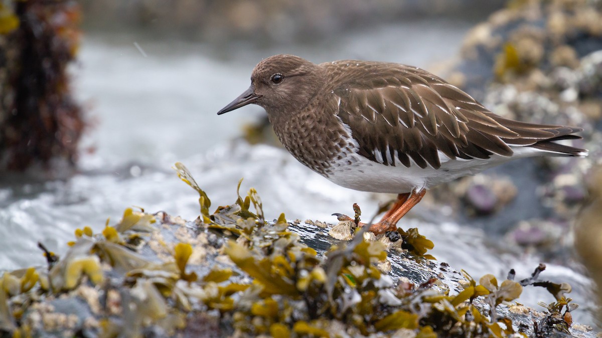 Black Turnstone - ML620653513