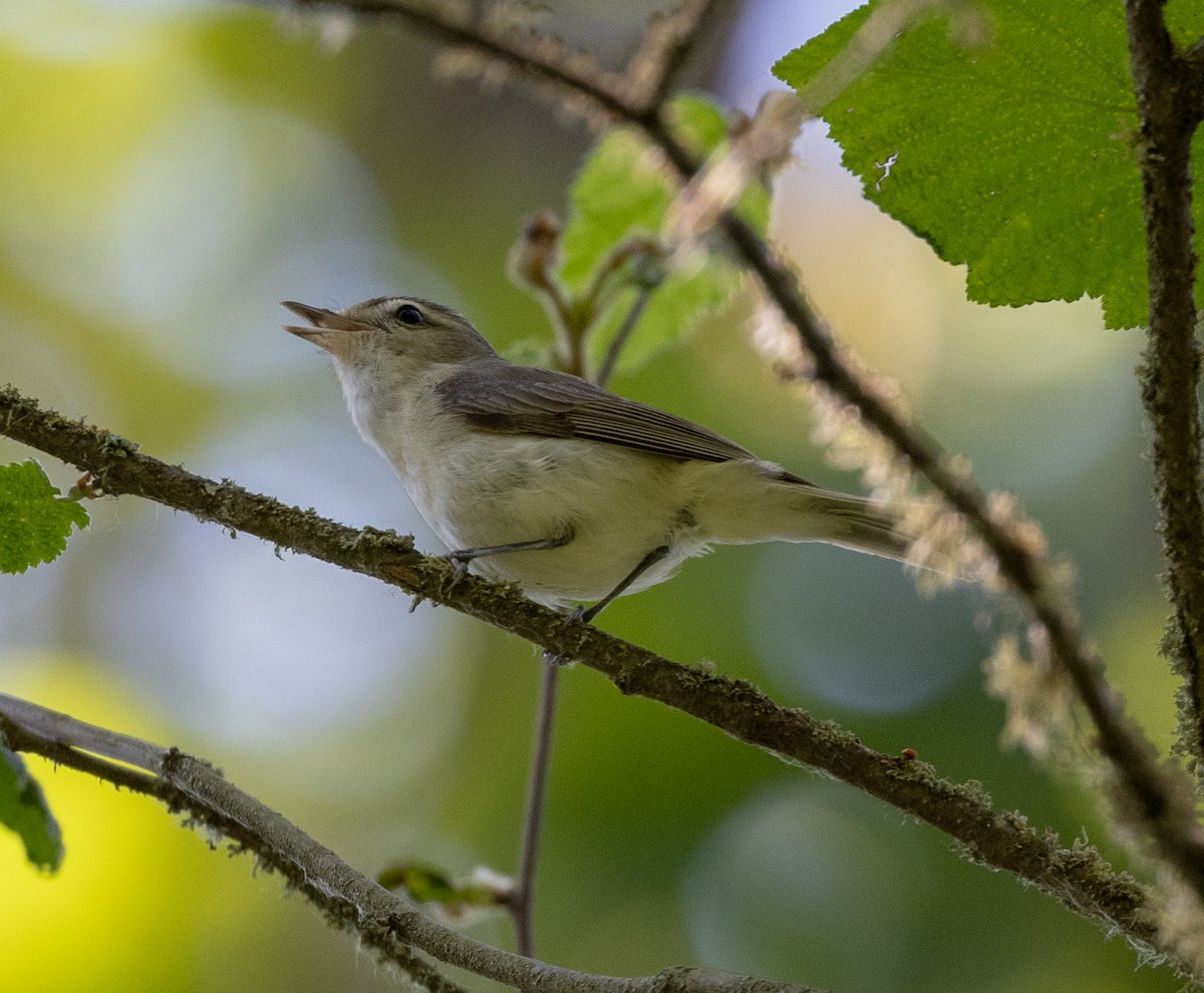 Warbling Vireo - ML620653515