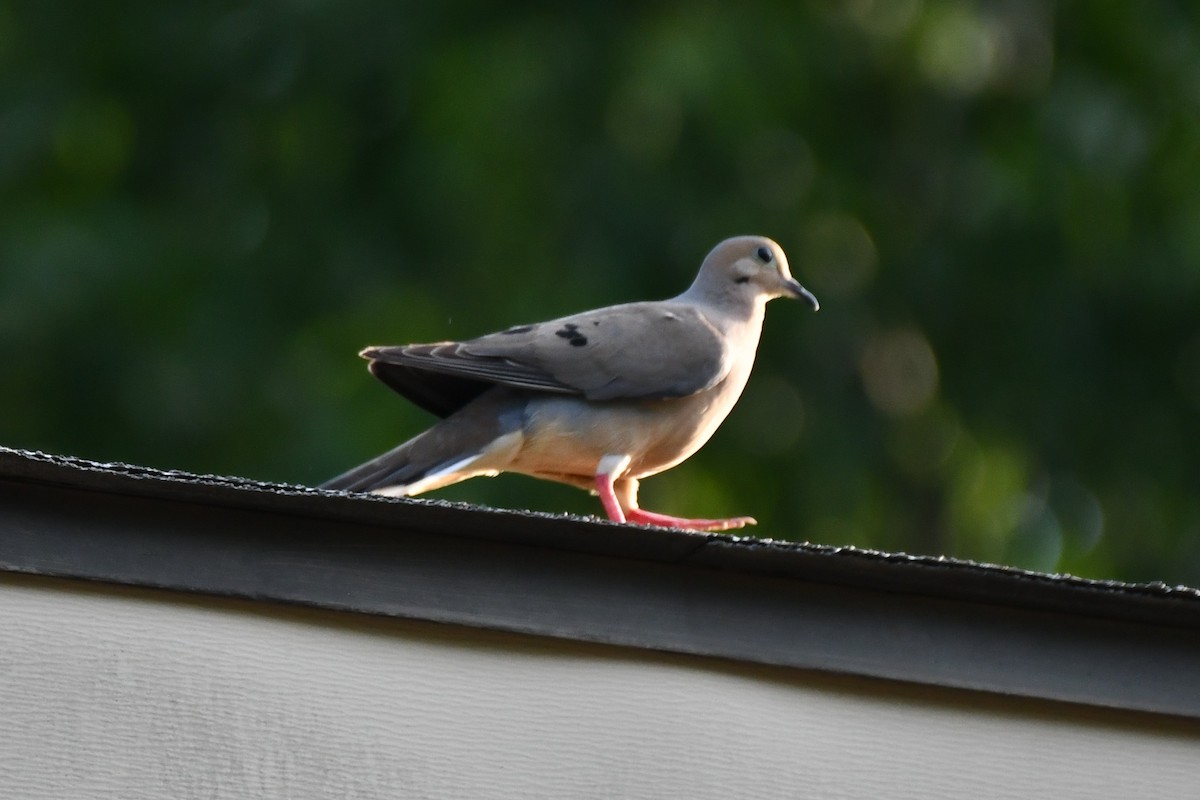 Mourning Dove - ML620653521