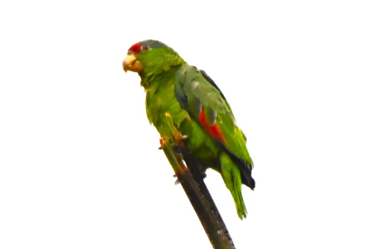 Lilac-crowned Parrot - ML620653528