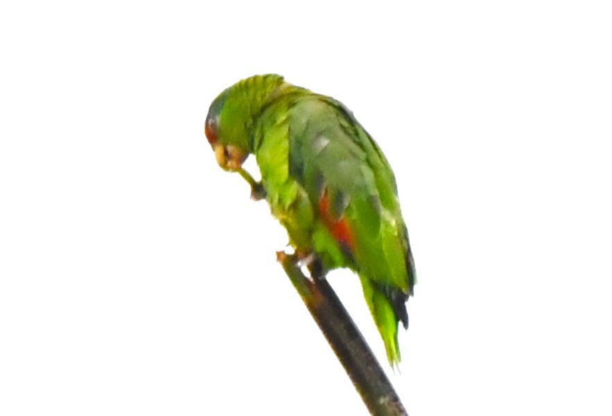 Lilac-crowned Parrot - ML620653531