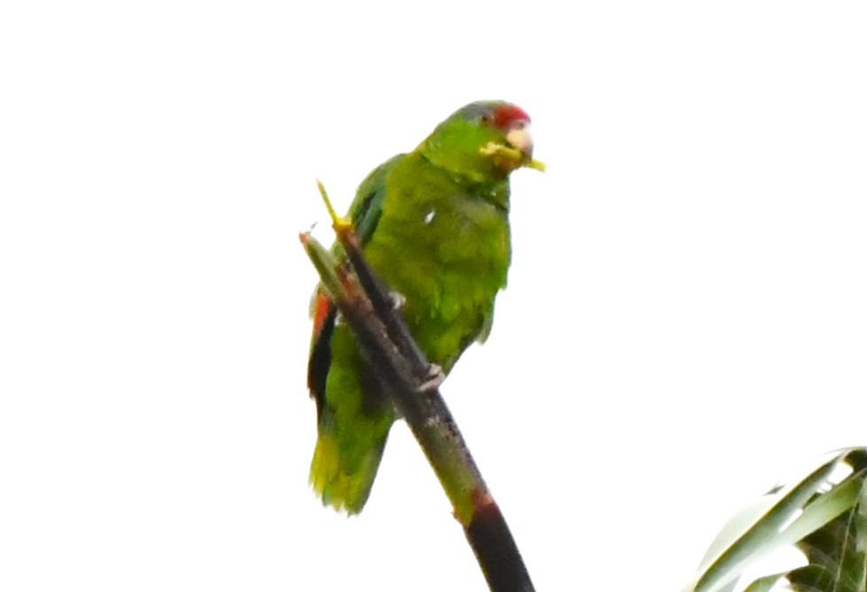 Lilac-crowned Parrot - ML620653532