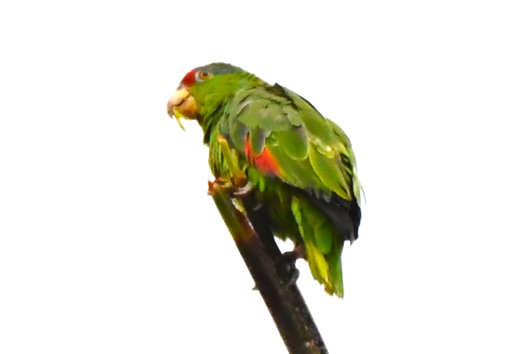 Lilac-crowned Parrot - ML620653533