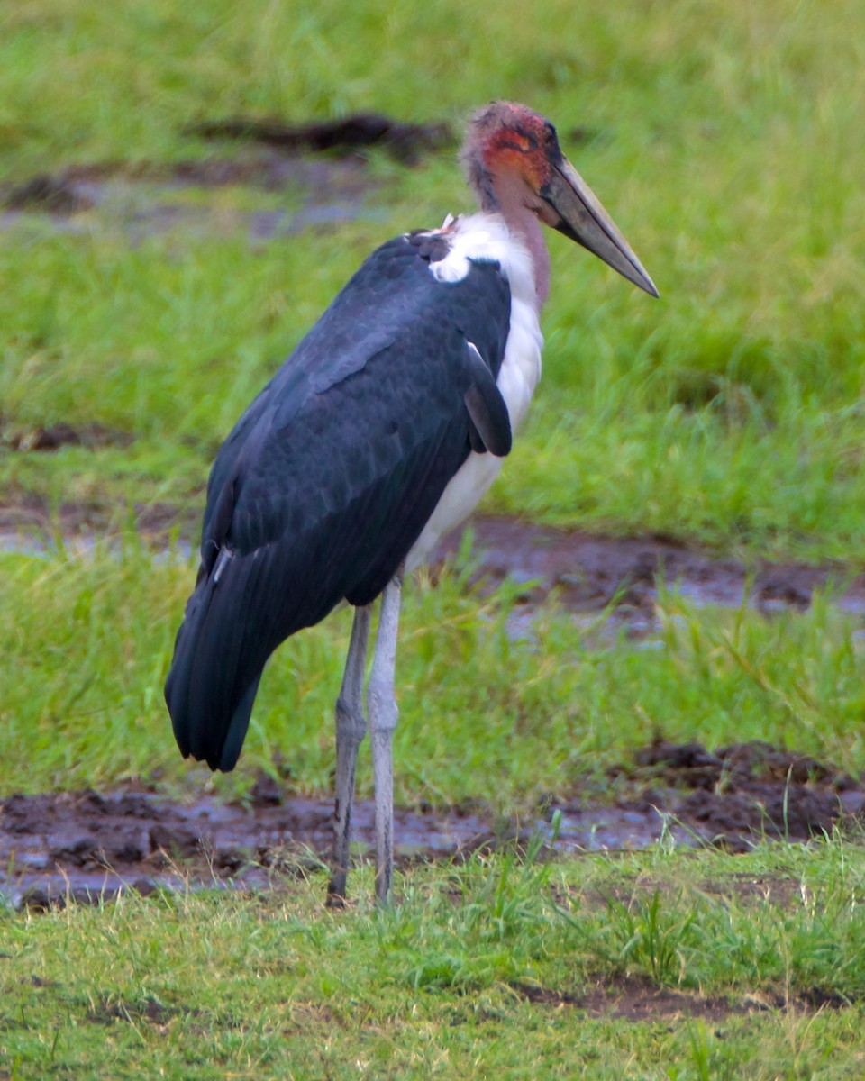 Marabou Stork - ML620653535