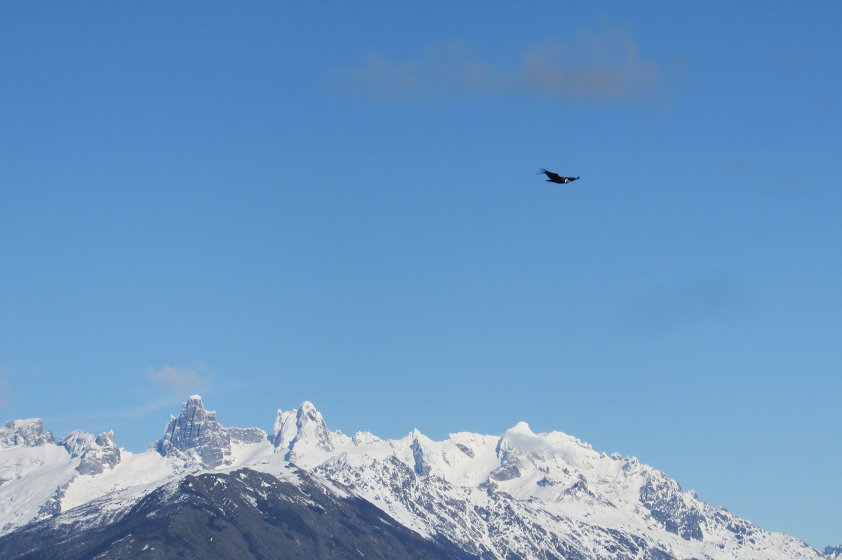 Andean Condor - ML620653536