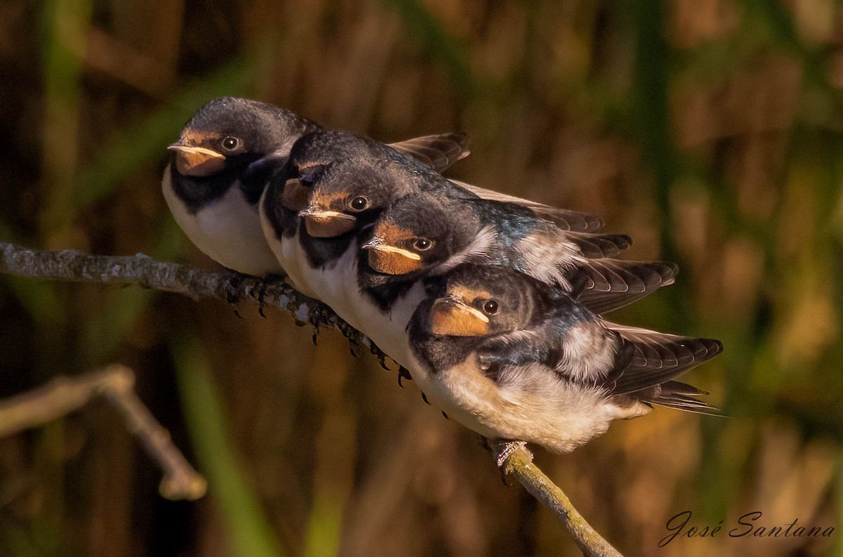 Golondrina Común - ML620653546