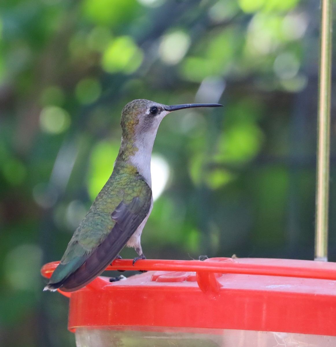 Black-chinned Hummingbird - ML620653555